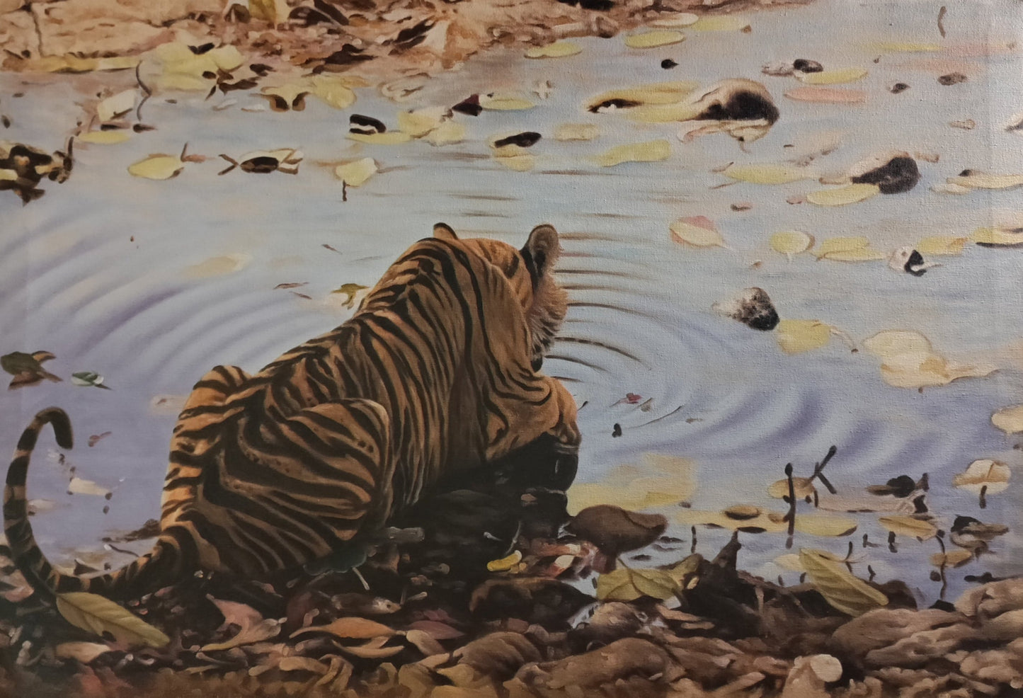 Reflections of the Wild: Tiger by the Water